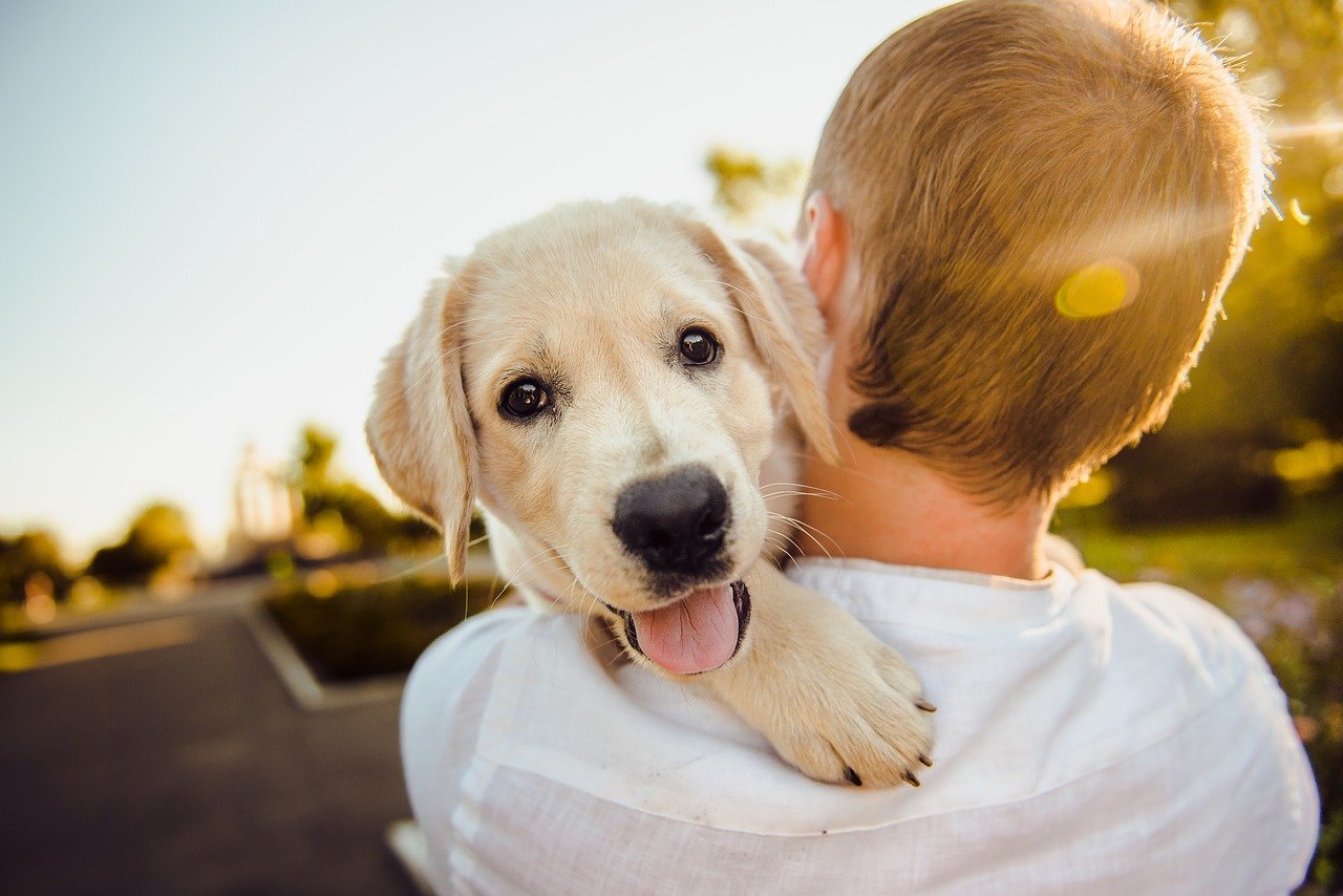 Adopción de perros - Compruebe lo que debe saber al respecto