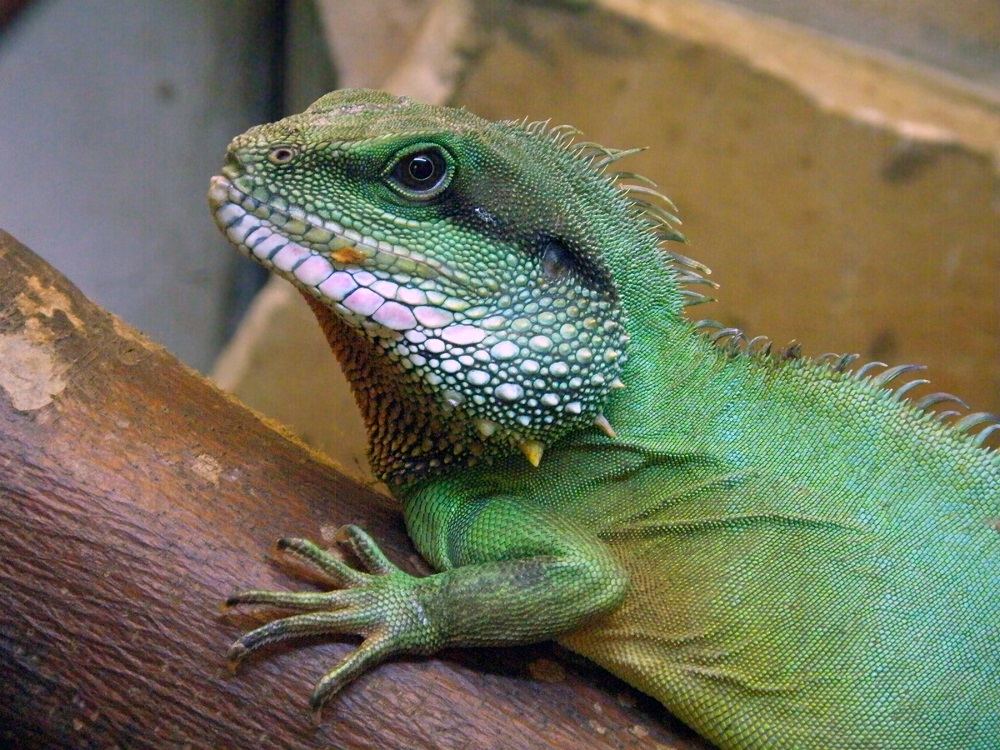 The Chinese water dragon - what kind of animal is it?
