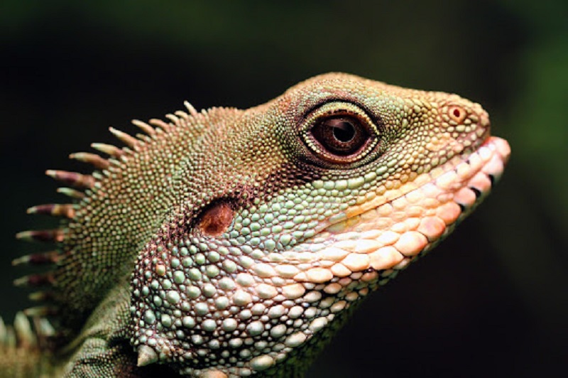 What are the best conditions for the Chinese water dragon?