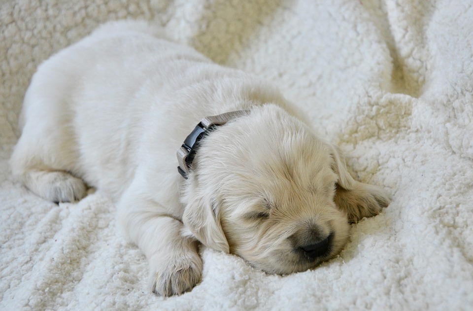 Una cama para perro - uno de los elementos más básicos de la lista de control de un nuevo cachorro