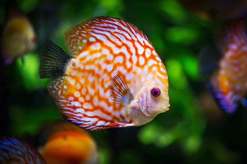 Anleitung zur Fischhaltung für Anfänger - Wie richtet man ein Aquarium ein?