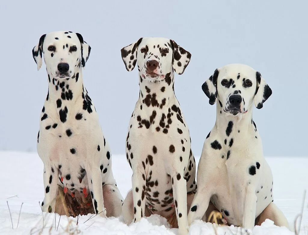 The origins of the dalmatian dog
