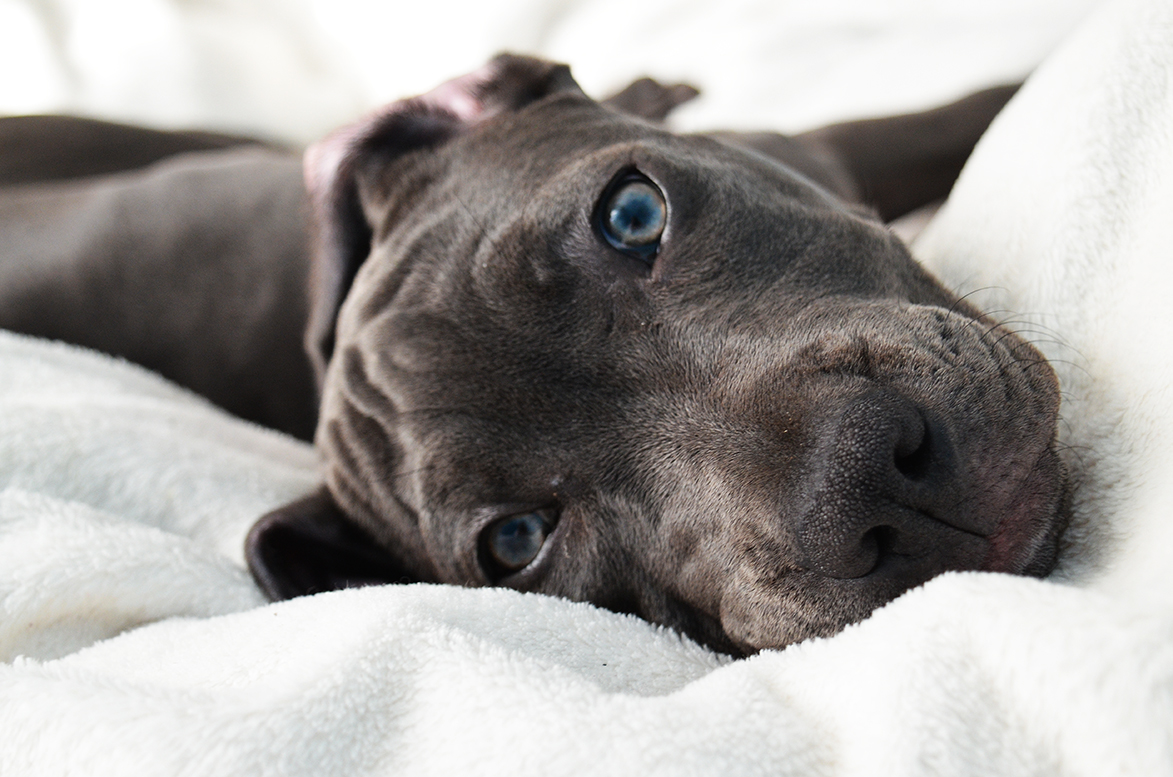 Where does the Staffordshire bull terrier originate?