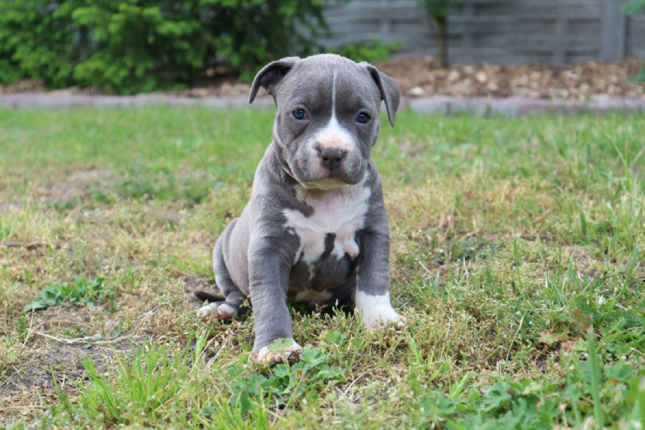 American Staffordshire Bull Terrier Blue - Character, Diet and Price