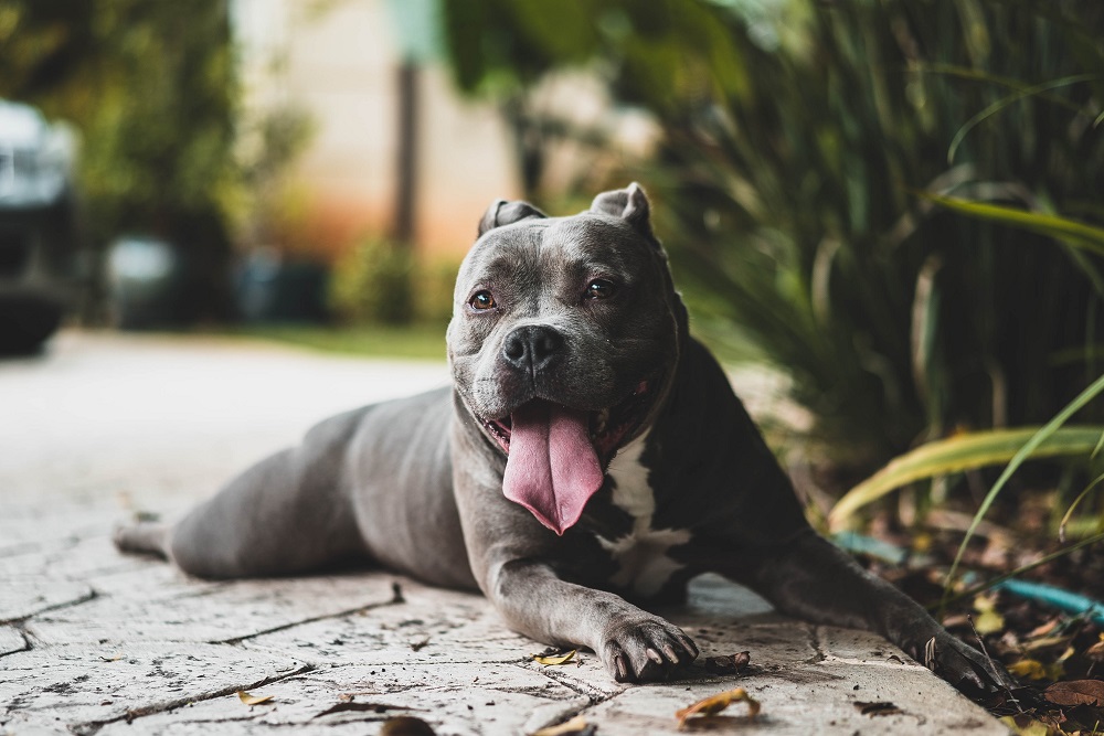 The blue amstaff dog — who is the breed for?