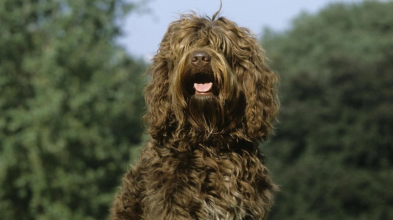 The Barbet – the dog's origin and history