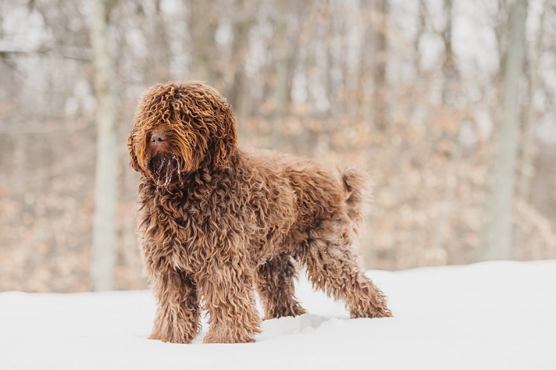 Do Barbet dogs need a special diet?