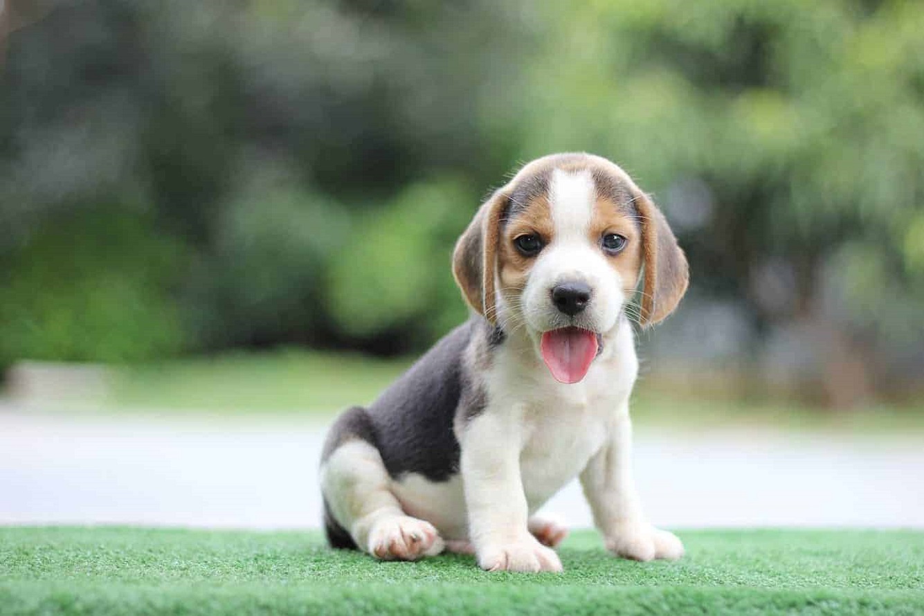 Beagle Hund - Rassebeschreibung, Lebenserwartung, Temperament, Preis