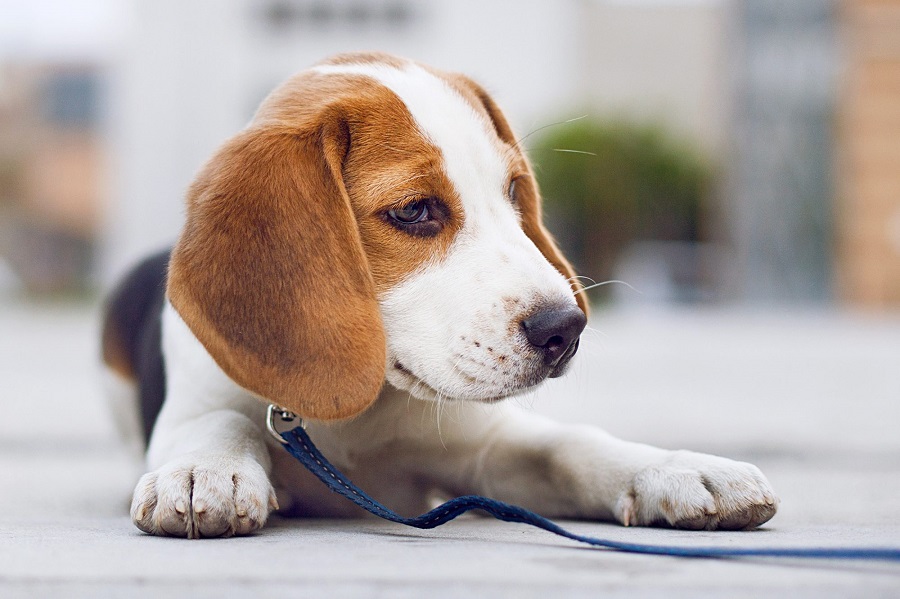 Who is a beagle dog for?