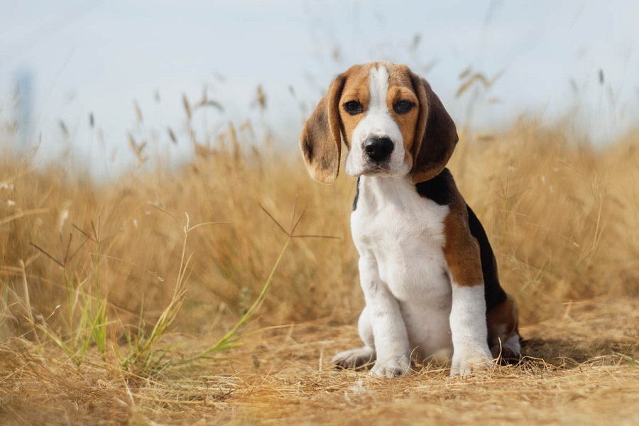 The beagle dog – grooming