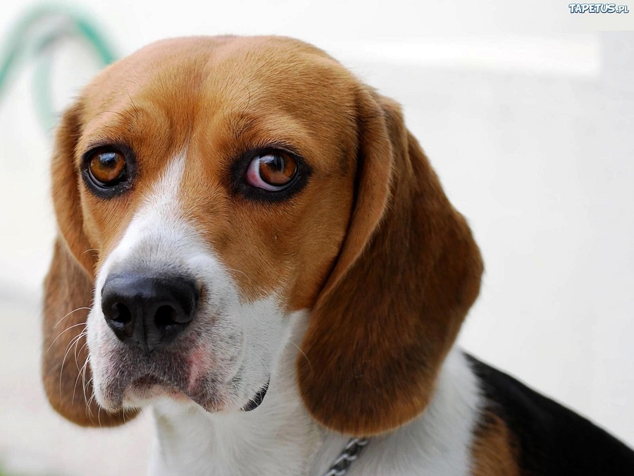 Beagle dog – what are the origins of this breed?