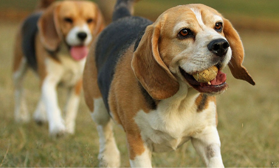 Beagle tricolor and other colors of the dog