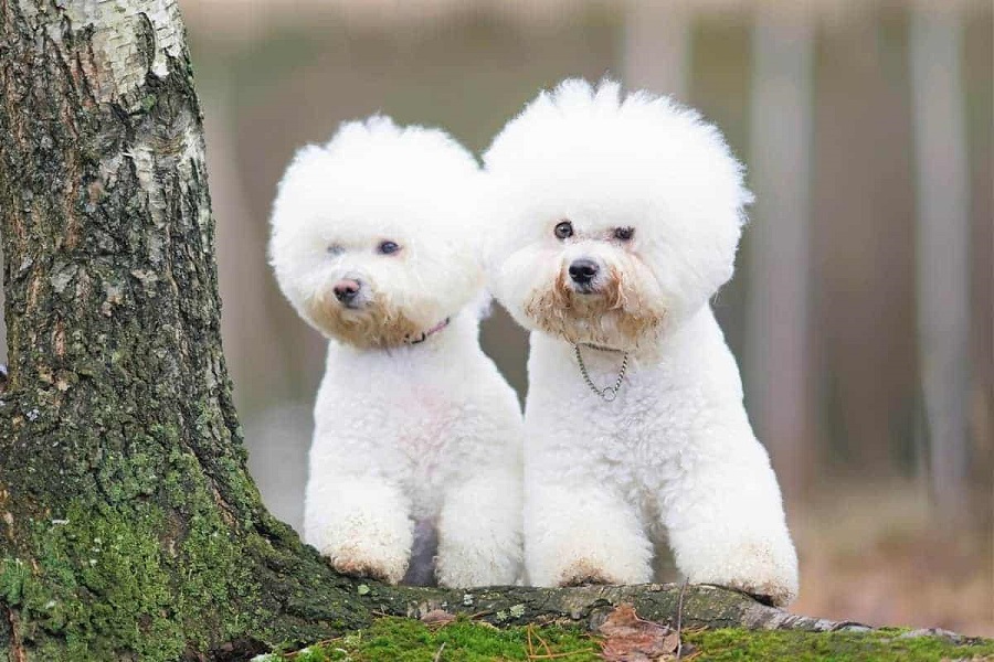The bichon frise - what kind of animal is it?