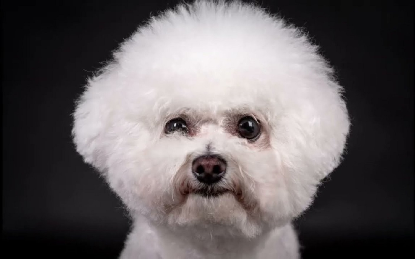 Lovely Bichon Frise - Find Out How to Care for Bichons Frises