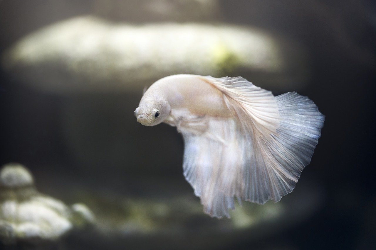 Siamese Fighting Fish - How To Take Care Of Betta Fish?