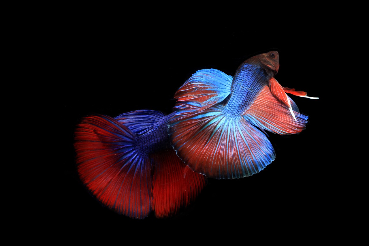 What is the Siamese fighting fish diet?