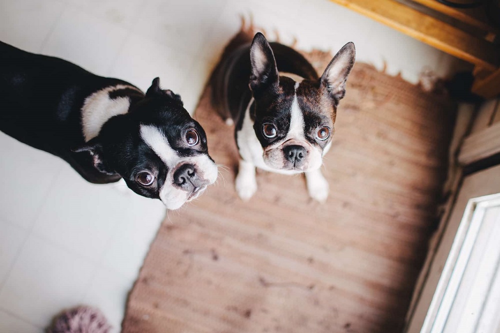 How much does the Boston terrier cost?