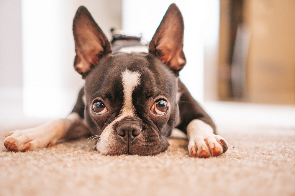 What does the Boston terrier look like?