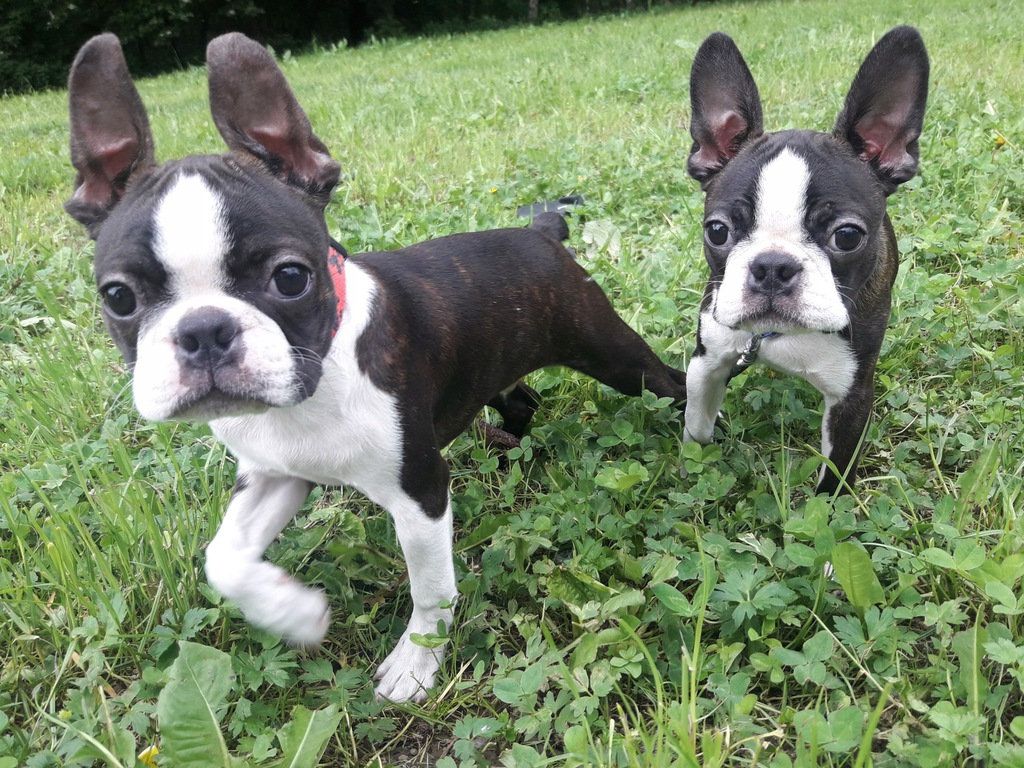 Who is the Boston terrier for?