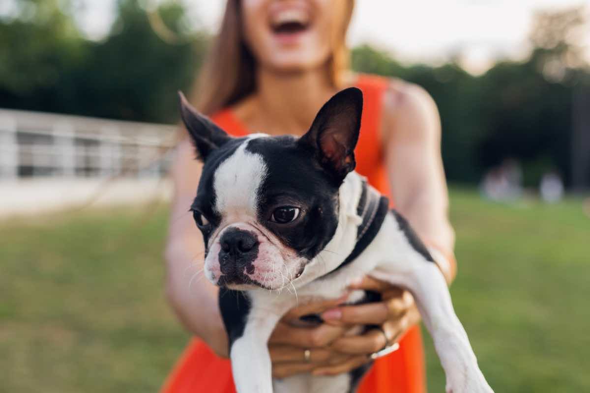 Der Boston Terrier - grundlegende Pflegetipps