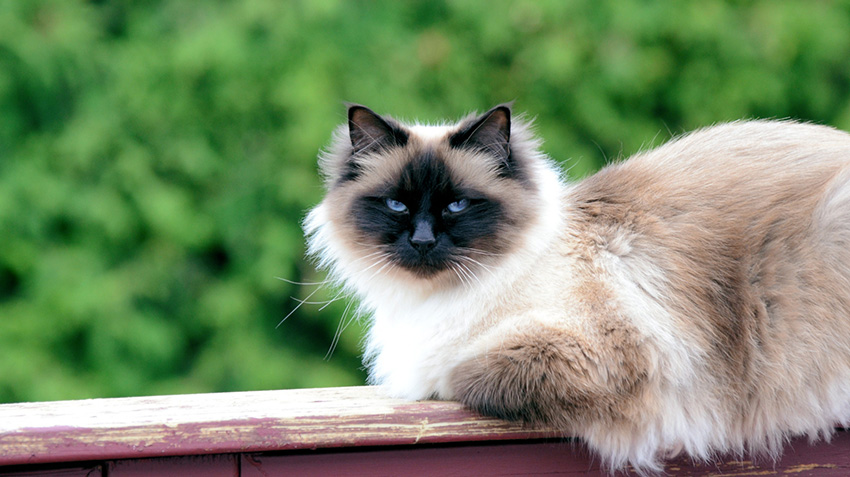 Does the Birman cat need a special diet?
