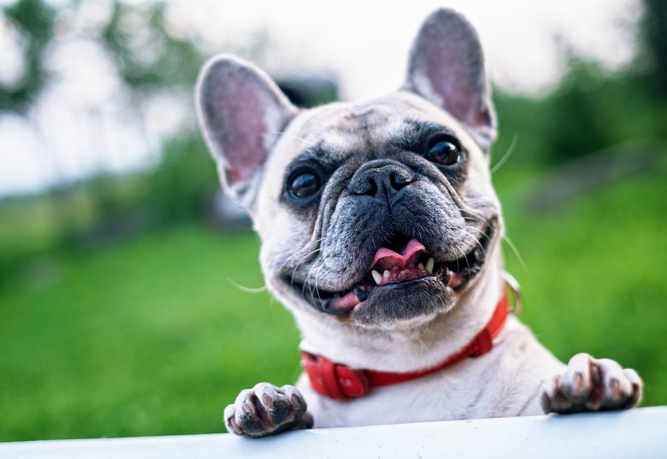 French Bulldog - small dogs that gained popularity all over the world