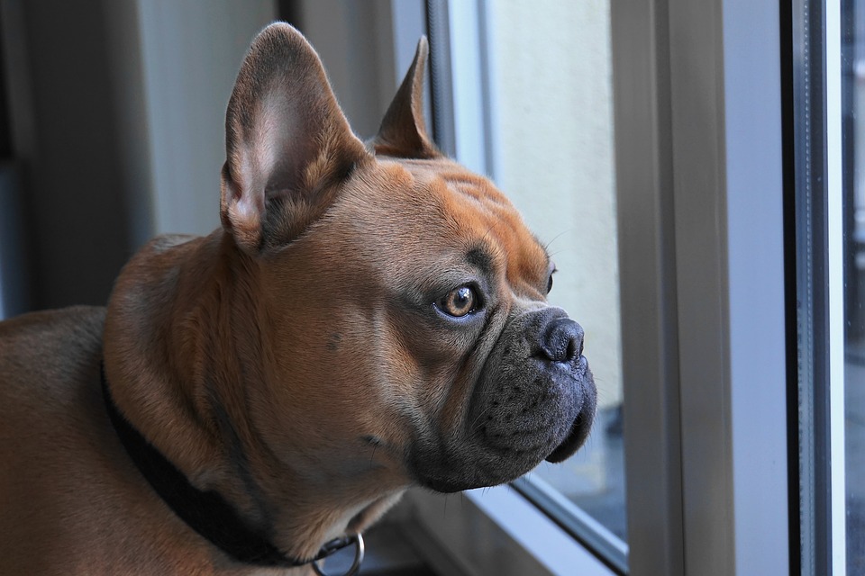 French bulldogs - health issues of the small dogs