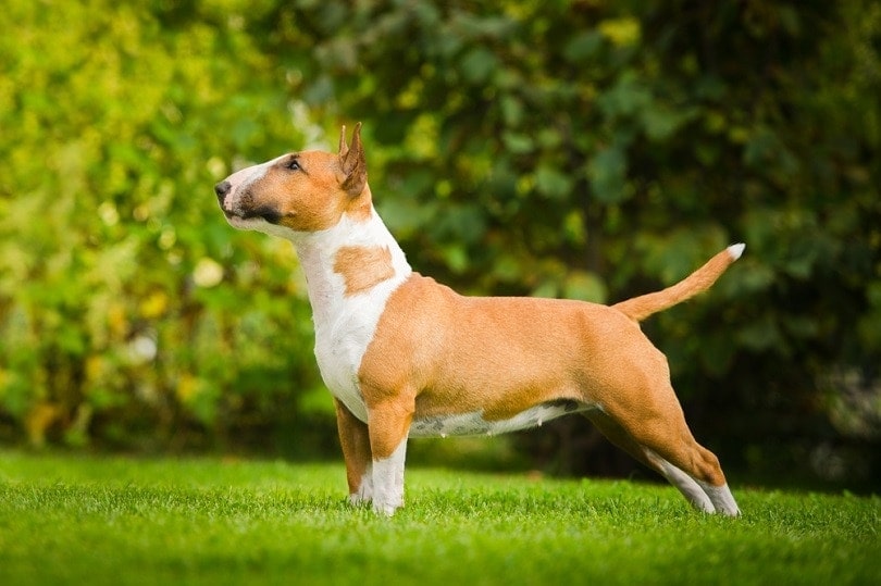 The bull terrier - what's the origin of the breed?