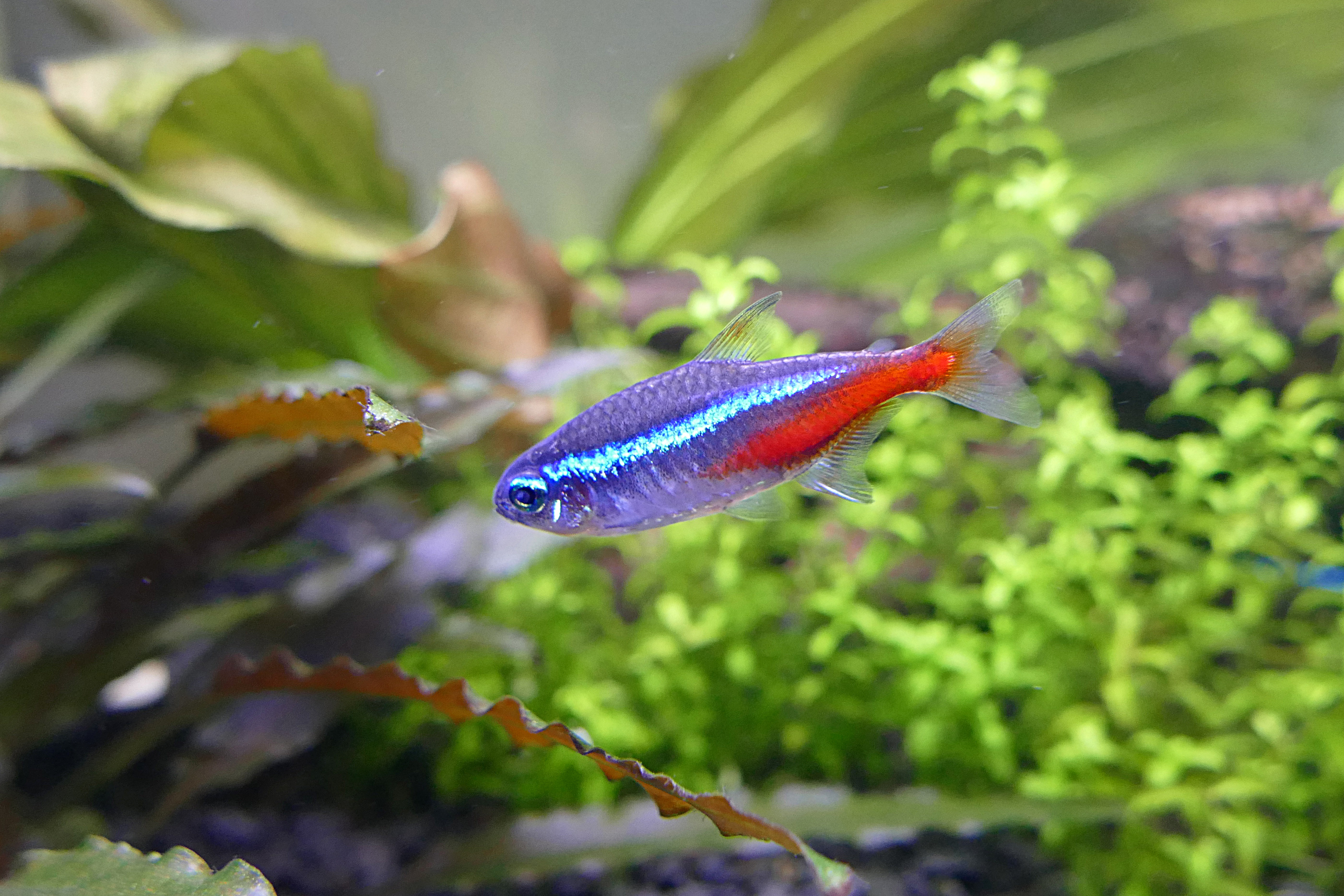 Tétra néon - petit poisson d'aquarium d'eau douce