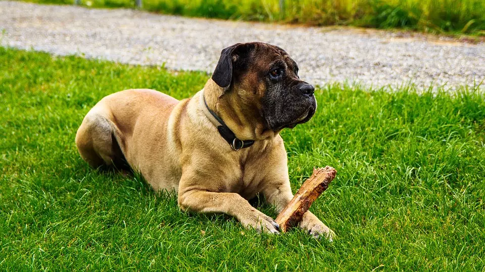 The Cane Corso – size, colors, and appearance