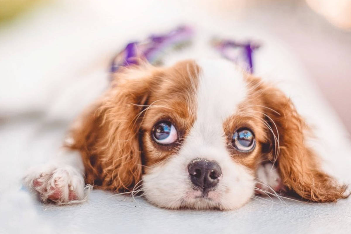 Cavalier King Charles Spaniel - one of the best apartment dogs