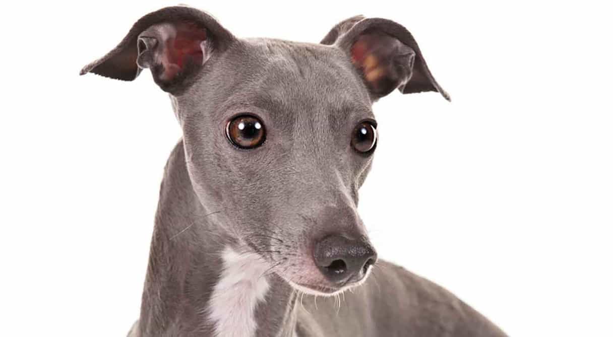 How much does the Italian greyhound cost?