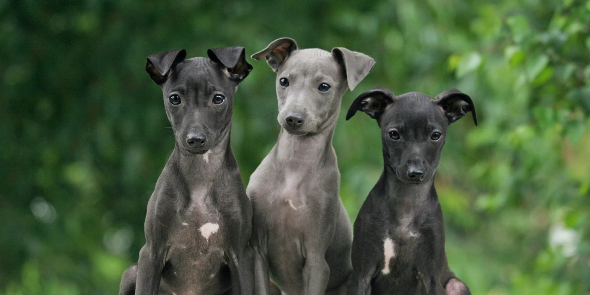 Does the Italian greyhound need a special diet?