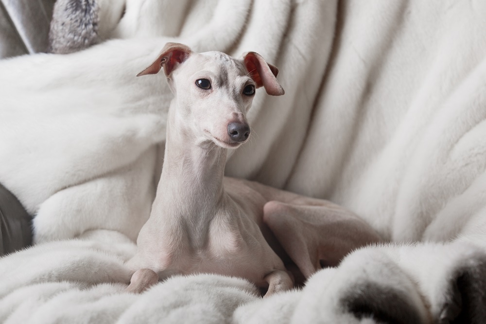 What does the Italian greyhound look like?