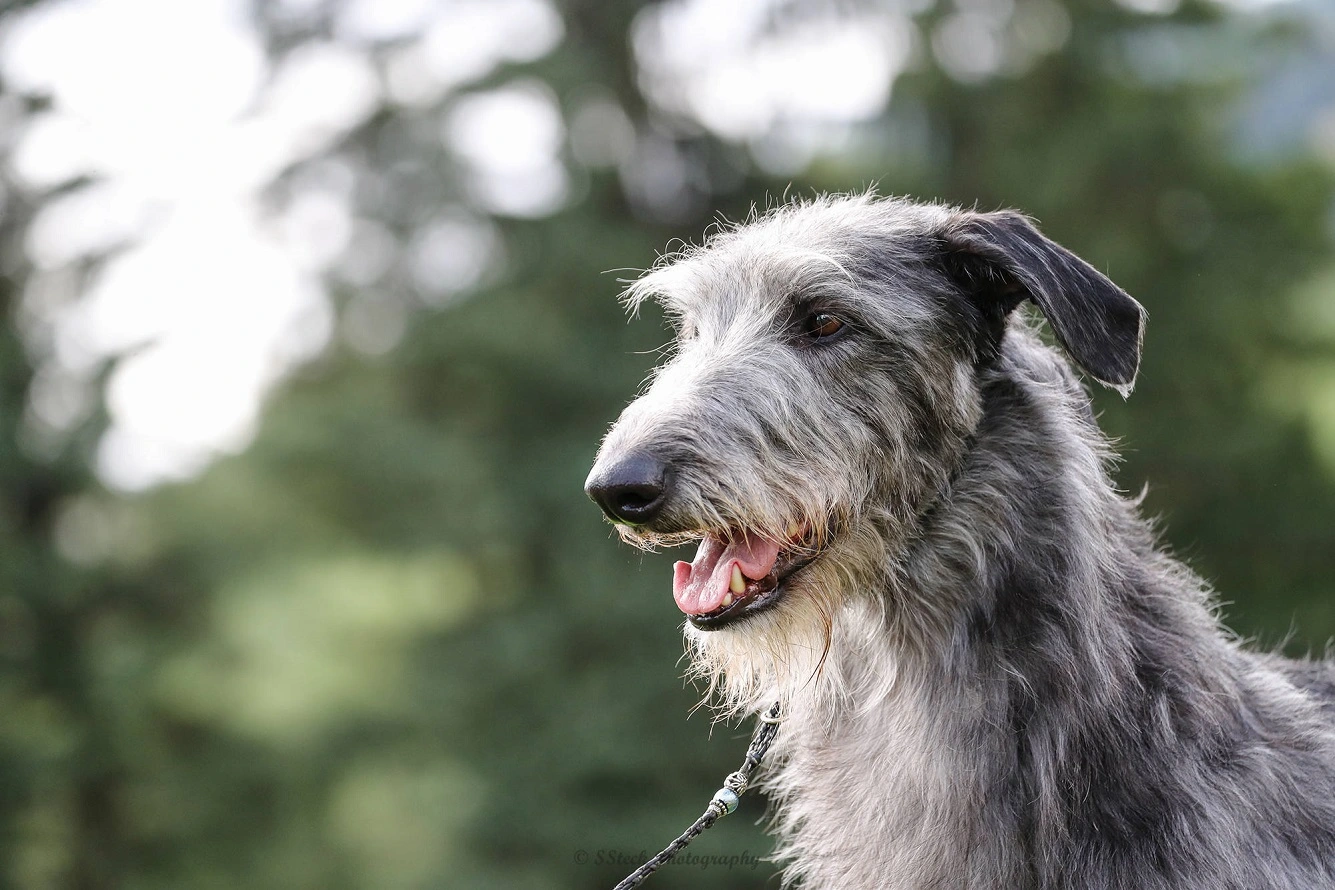 Scottish Deerhound - Breed Facts, Simple Care Guide, Price Info