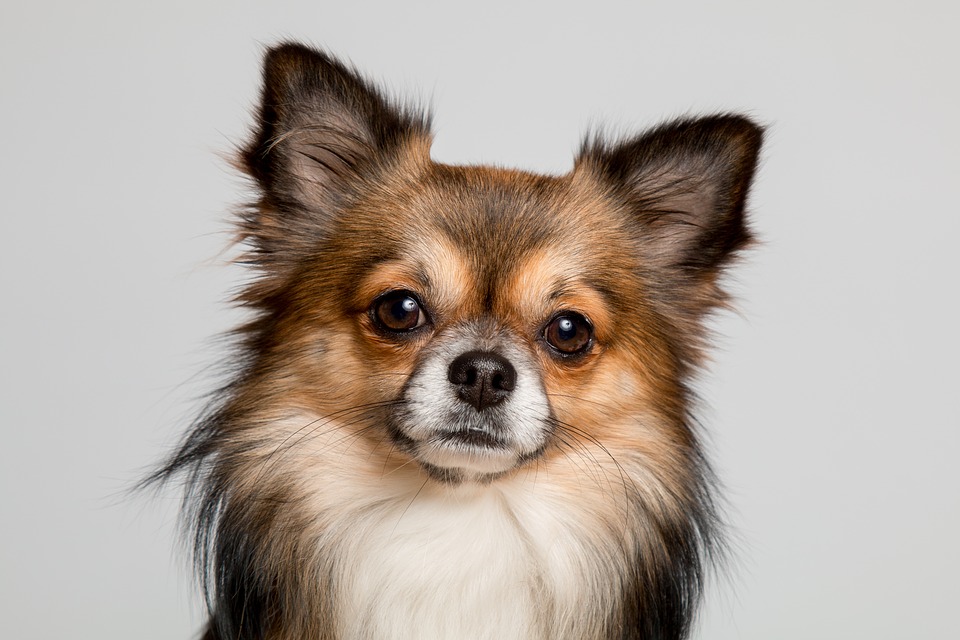 Perros pequeños energéticos - Chihuahua
