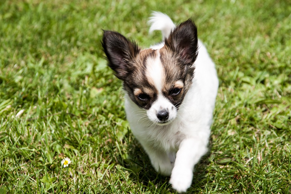 Chihuahuas - veillez à une alimentation correcte des petits chiens