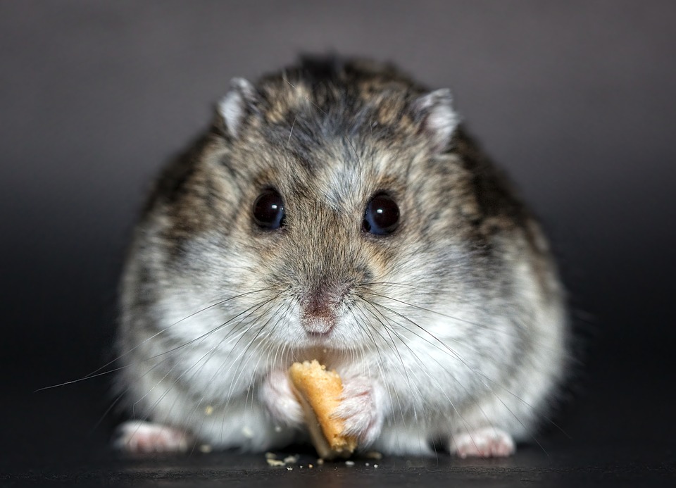 Djungarian hamster diet - what does a dwarf hamster eat?