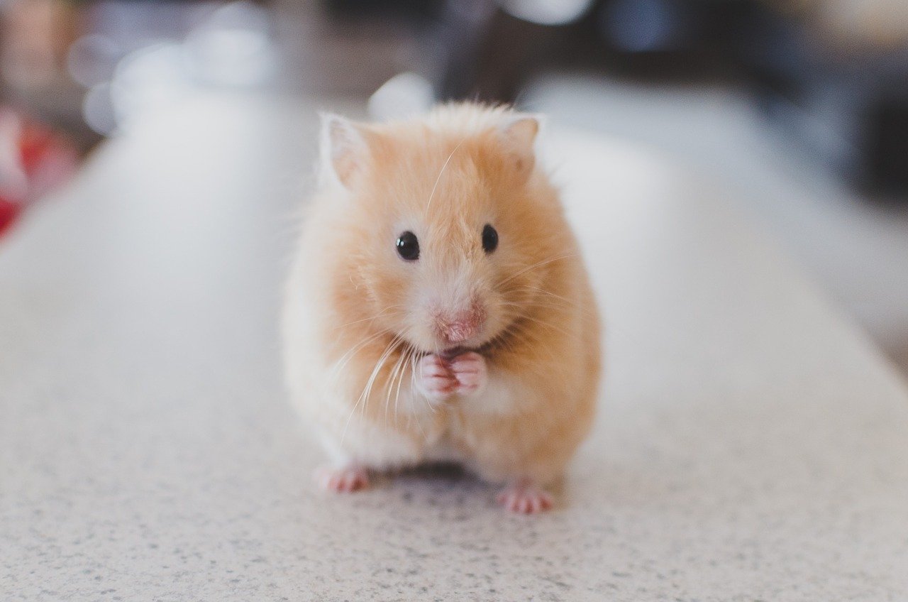 Djungarian Hamster - How To Take Care For Siberian Hamster?