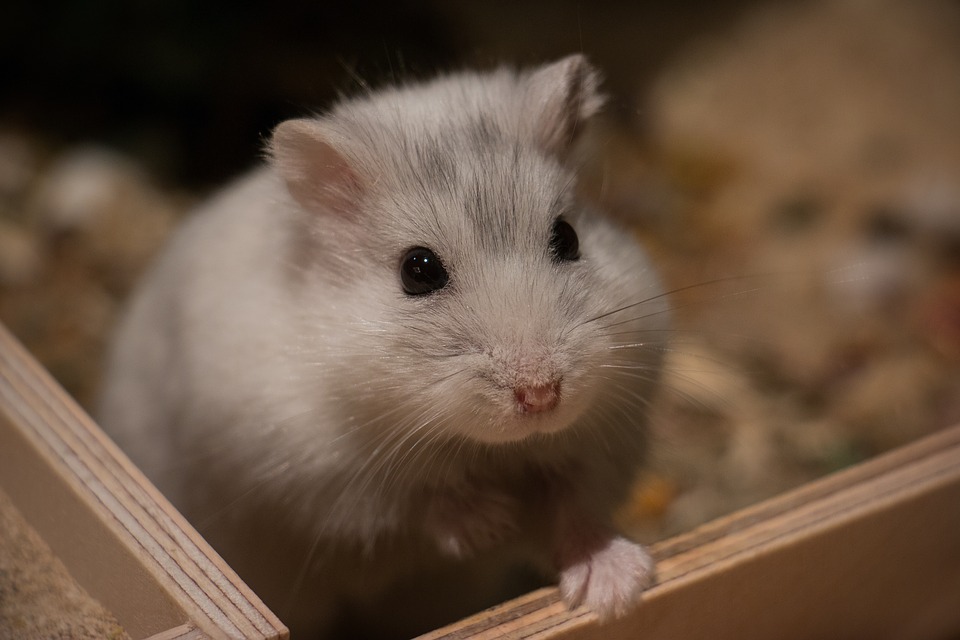 What is the colour of a Djungarian hamster?
