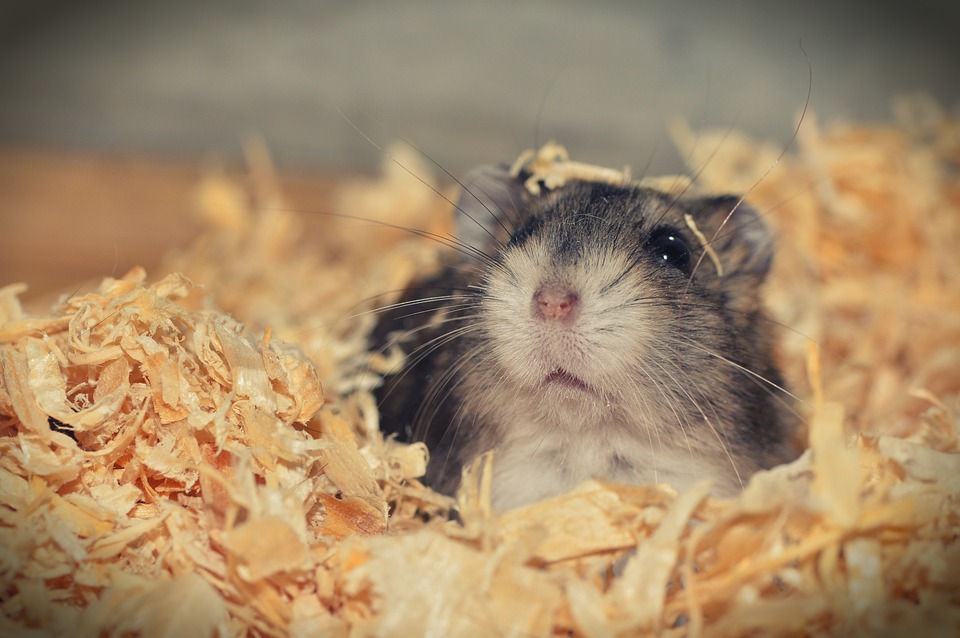 What are the best conditions for a Djungarian hamster?