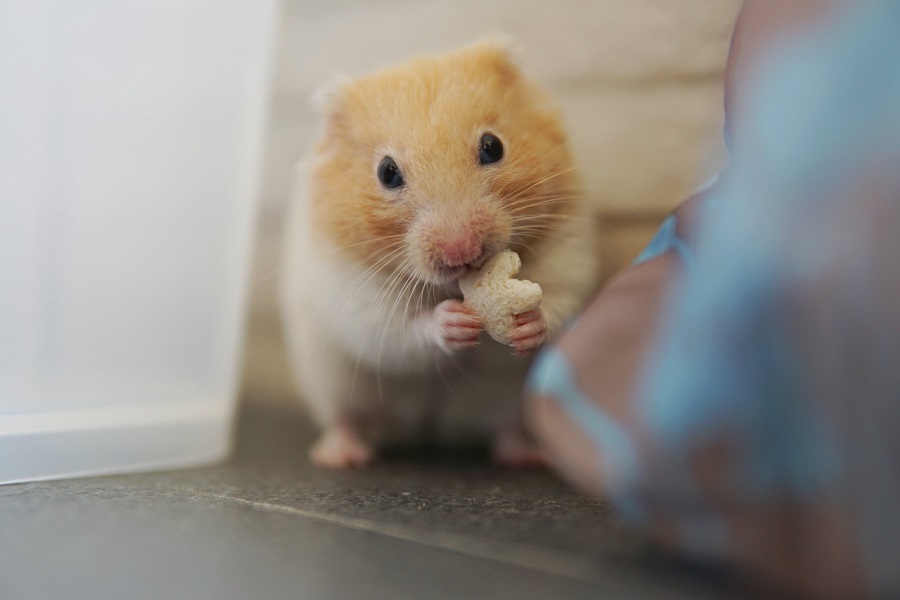 Le hamster syrien - quel genre d'animal est-ce ?