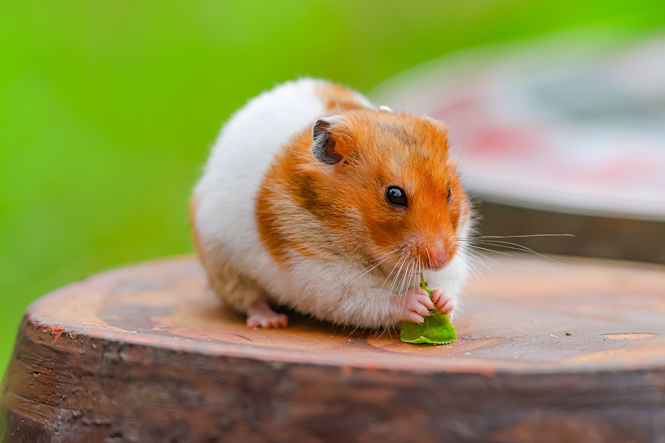 Syrian Hamster - Lifespan, Colors, Cage Size and Care Guide