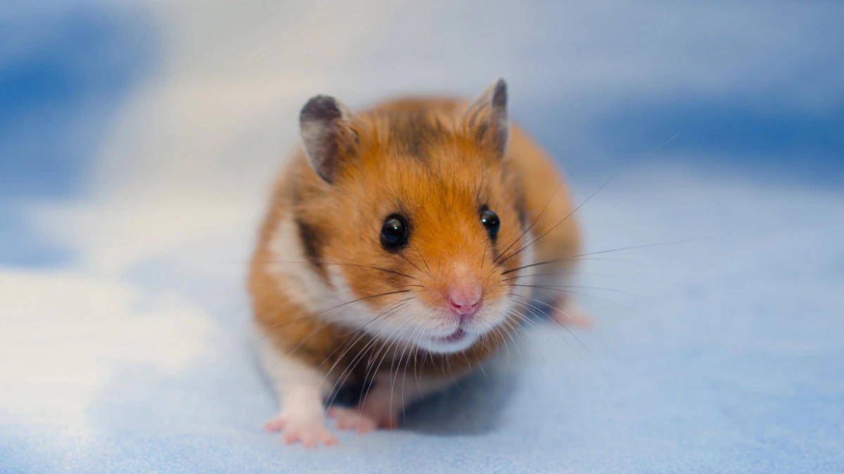 What are the colors of the Syrian hamster?