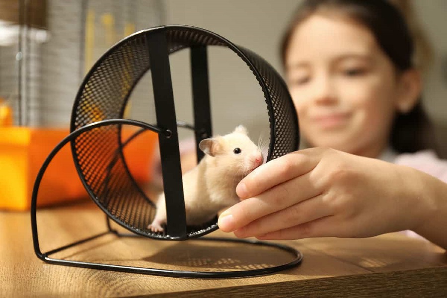 Is the Syrian hamster prone to diseases?