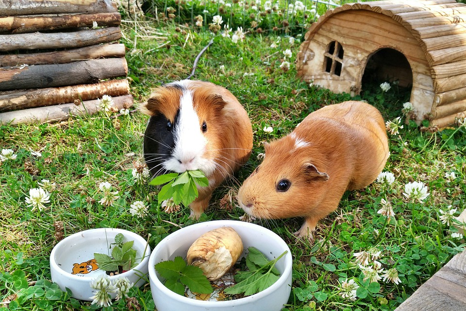 What is the best guinea pig diet?