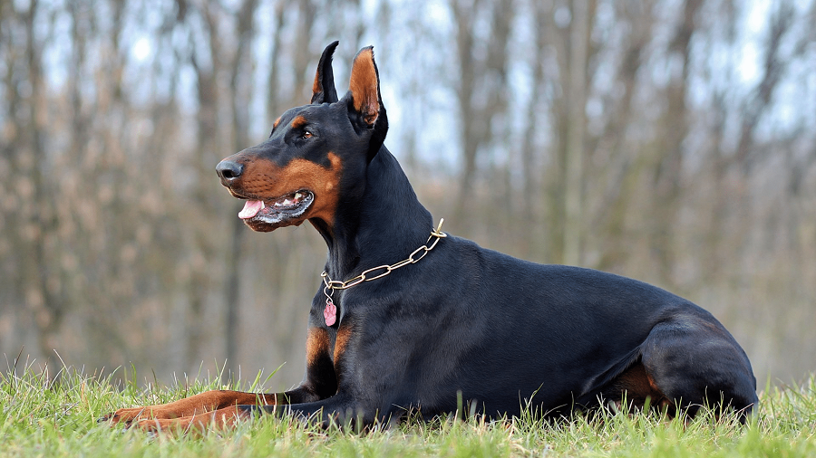What should a Doberman be fed with?