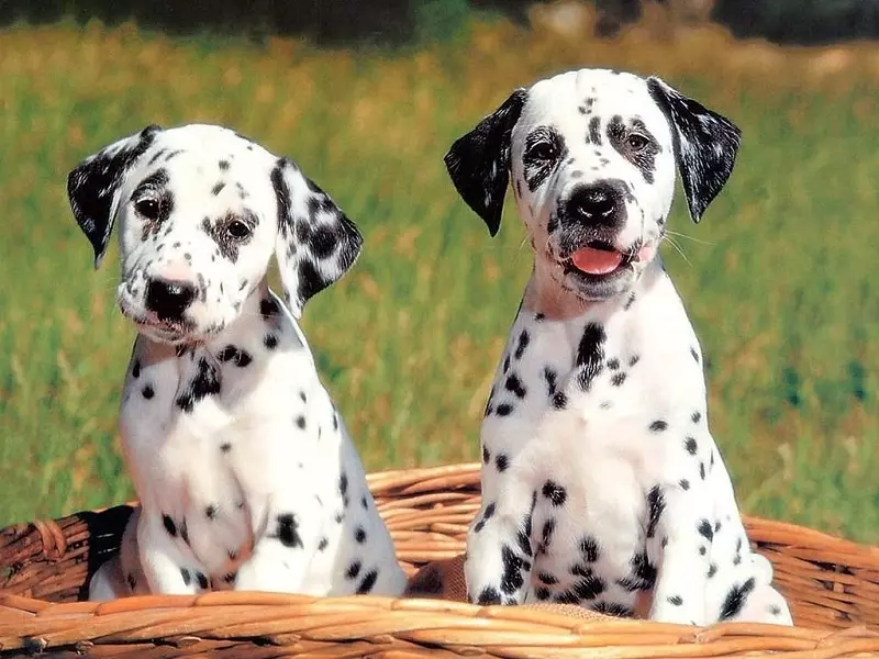 Does the dalmatian require training?