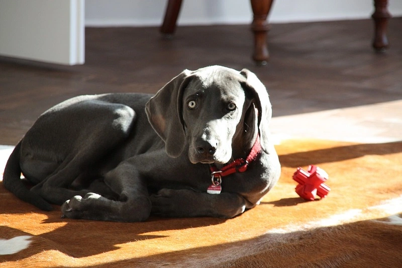 Is the Weimaraner a dog for everyone?
