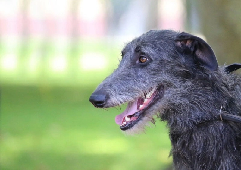 Is the Scottish deerhound a dog for everyone?
